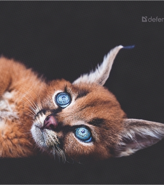 Коврик для мыши Defender Wild Animals и, 220x180x2 мм, 8 видов