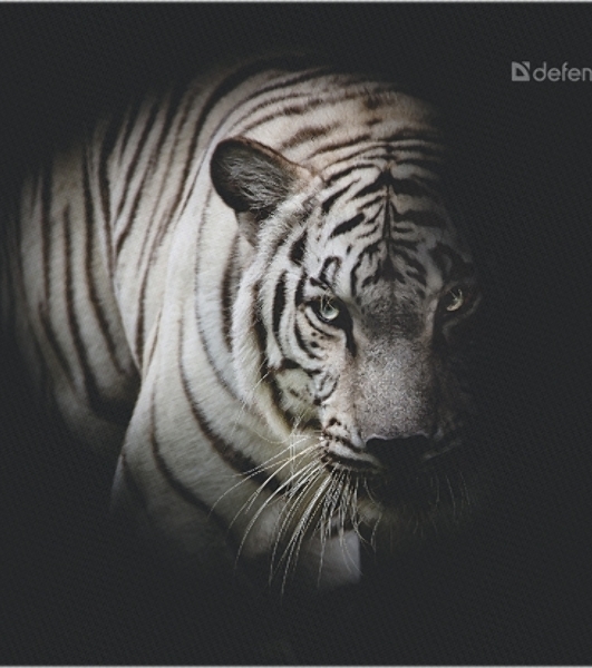 Коврик для мыши Defender Wild Animals и, 220x180x2 мм, 8 видов
